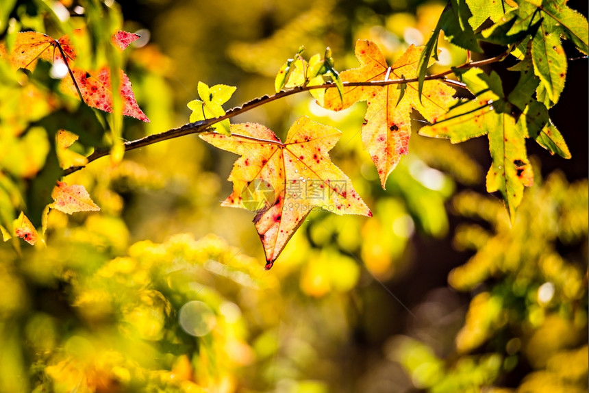 秋树枝上改变叶的颜色图片