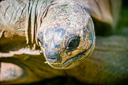 阿尔达布拉巨龟杜苏米雷特写高清图片