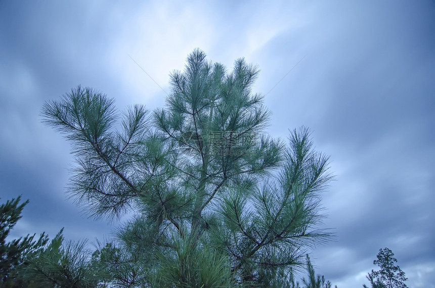 黄昏的夜空云再次将松树卷起图片