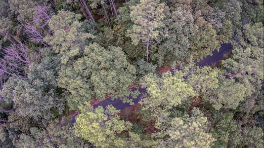 厚树林顶部的美丽全景照片空中观察图片