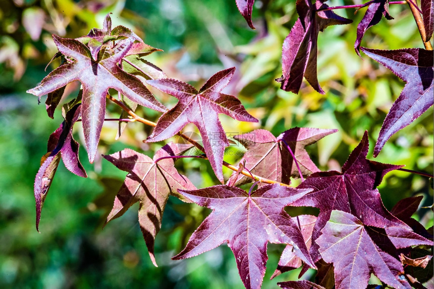 秋树枝上改变叶的颜色图片