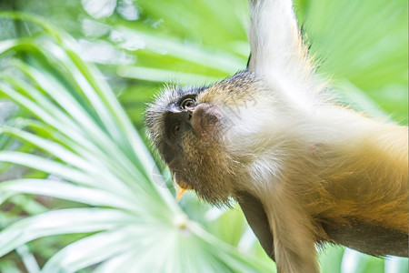青竹林中的非洲杂草猴子图片