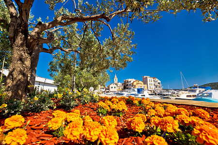 花和橄榄树风景河边海岸croati高清图片