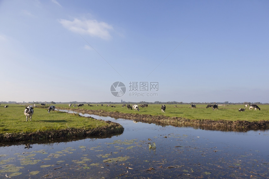 黑白牛和在河内温克文附近的绿土草地运河后面图片