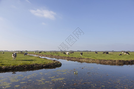 黑白牛和在河内温克文附近的绿土草地运河后面图片