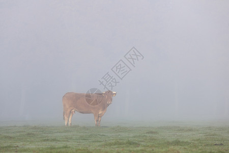 清晨雾中在荷兰草地的dutch草地上用豪华轿车在牛群中图片