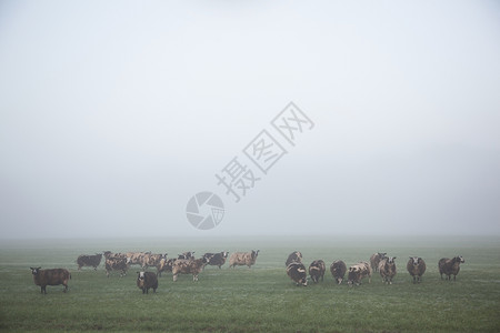 在清晨的草地里在寒凉的光辉中在大棚里站起来吃羊和草背景