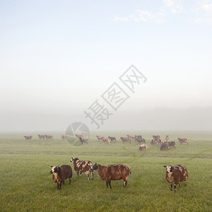 在清晨的草地里在温暖的阳光下在大棚里站起来吃羊和草图片