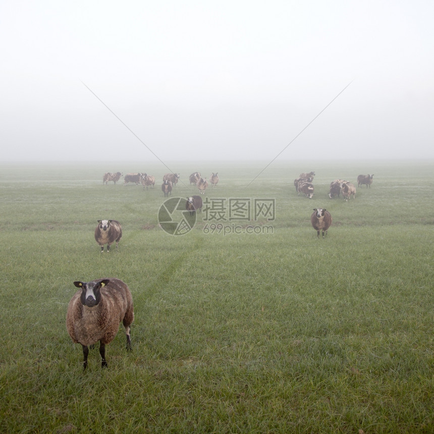 清晨在霍兰山的草地上牧羊图片