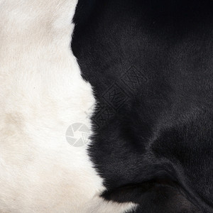 黑色和白的部分隐藏在湖绒牛的侧面图片