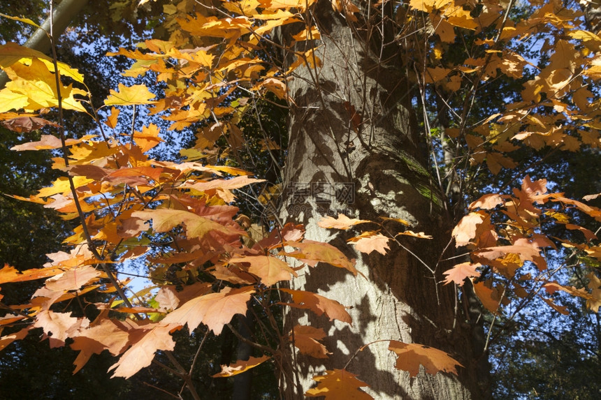 秋天橙色橡树叶子和树干上阴影的特写图片