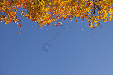 仰望着红色橙黄的树叶和蓝天空图片