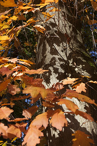 秋天橙色橡树叶子和树干上阴影的特写图片