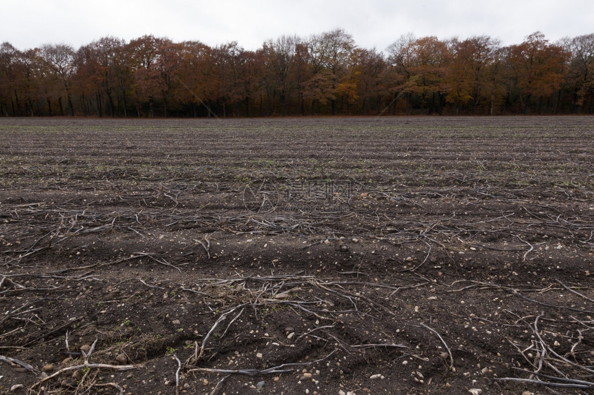 秋天在靠近Arnhem的树林旁边无地收获后空的字段图片