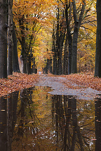 秋天在黄树叶之间的森林公路上在毛地内靠近铁皮的黄树叶之间有水坑图片