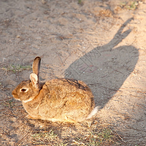 棕色兔子坐在沙中阳光照耀抛下阴影图片