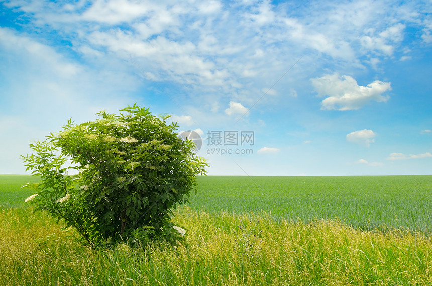 绿地长莓树丛开花蓝天空云彩明亮图片
