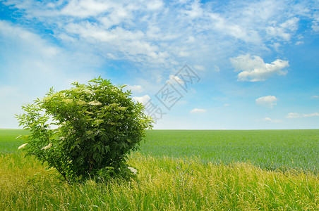 绿地长莓树丛开花蓝天空云彩明亮图片