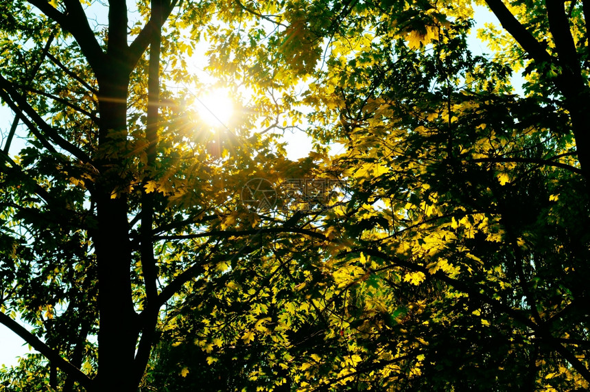 太阳的光穿透橡树叶和枝图片