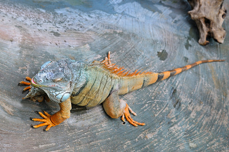 大型美洲热带大蜥蜴背上有脊柱和绿色颜图片
