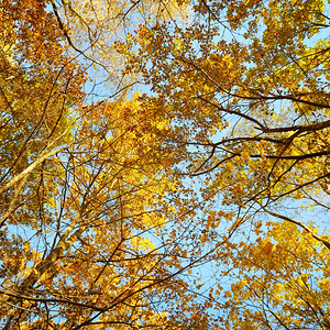 树枝和黄秋叶图片