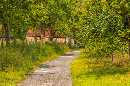 秋天的景象是一条古老的公路穿过苹果园走向一个古老的德国房子图片