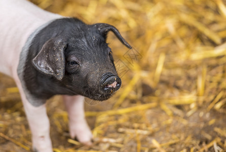 和一只可爱的小猪两周大幼和一只有趣的鼻涕图片