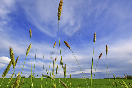 有两条狐尾草线蓝天空和绿草地为背景图片