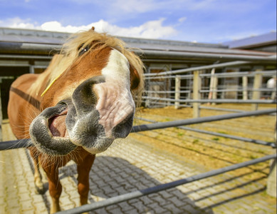 和滑稽的马紧贴图像镜头紧地拍着人类友好的动物图片