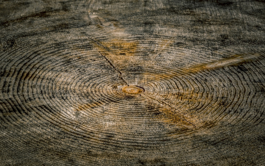 木质背景有近距离的木质背景可以看到树干环和裂缝的细节图片