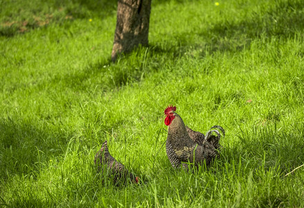 美丽的公鸡和小在果园的绿草中寻找食物图片