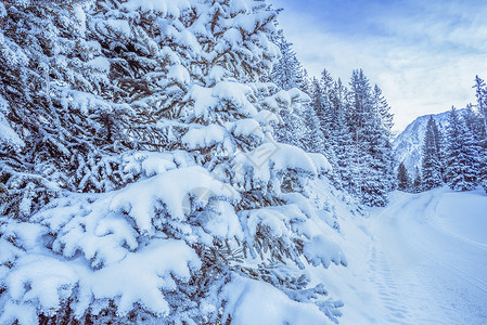 雪松上厚厚的积雪图片