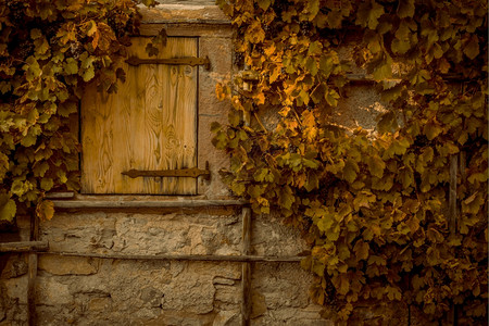 秋天的风景树枝生锈的叶子从葡萄园覆盖石墙一个老德国人的房子图片