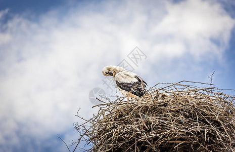 在sadrov村specav村romni村的电杆上建起鸟巢里图片