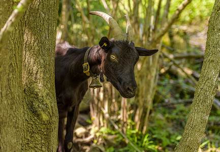 高尔坦市Quirten村附近的森林树后面藏着一头家庭黑山羊图片