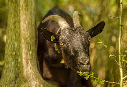 照片拍摄在瑞士的Swis农场上有一头黑山羊食用树枝上的叶子图片