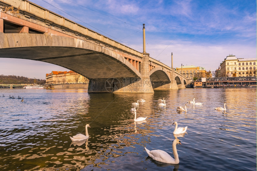 奇切首府普莱格市的建筑和桥梁景观伏尔塔瓦河上有一群天鹅图片