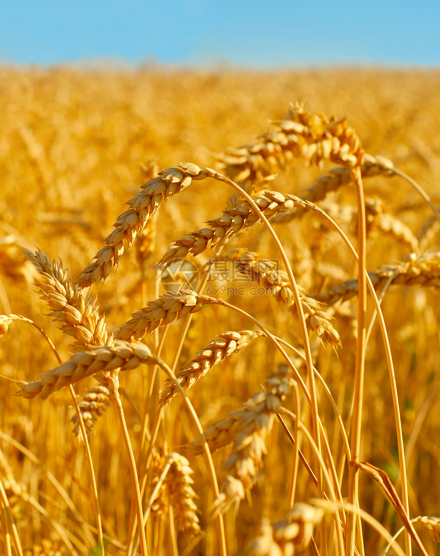 小麦田在日落时可以种植ukrainexd图片