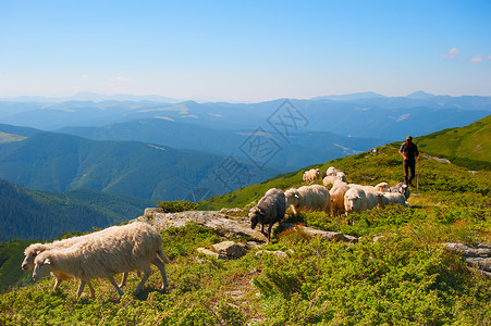 牧羊人在山上放羊图片