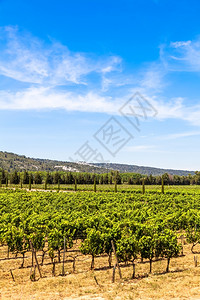 南弗朗西地区被证明是南弗朗西地区是极佳的葡萄园背景图片