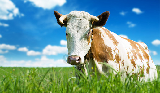 绿色夏日草原上滑稽牛背景图片