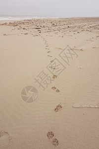 大猫沙上的铁轨图片