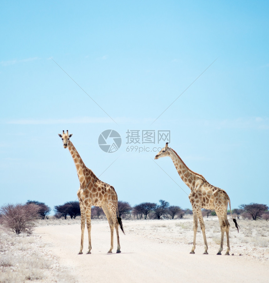 非洲两只长颈鹿图片