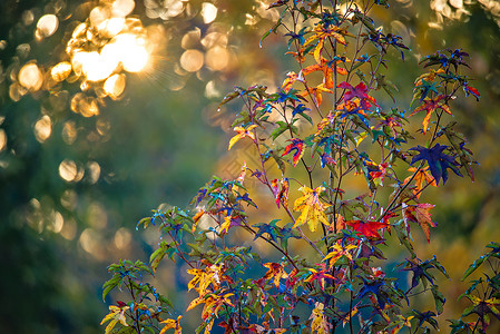 阳光下的彩色树叶背景图片