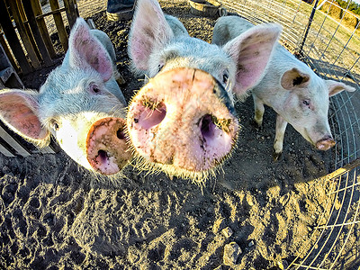农场的三只小猪图片