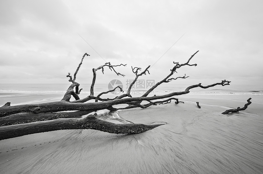 在南卡罗利纳狩猎岛州公园的海滩上冲刷树木图片
