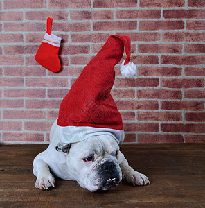 憎恨圣诞节的法国斗牛犬肖像高清图片