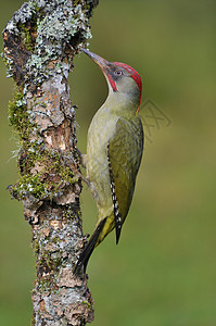 绿色啄木鸟欧洲绿色的木鸟踩在树枝上背景