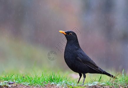 普通黑鸟在雨中扑田地上背景图片