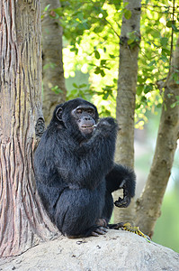 在动物园吃香蕉的黑猩背景图片